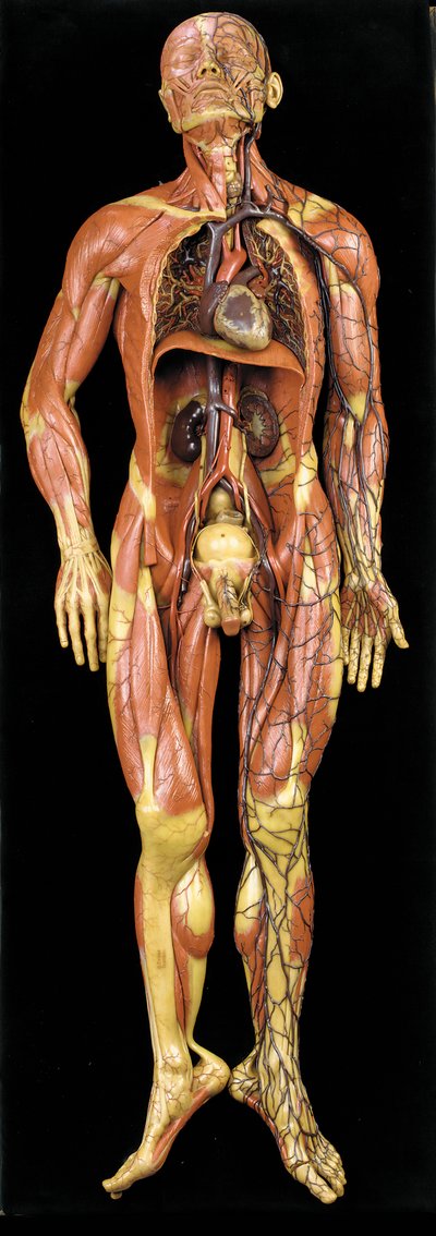 Mannlig anatomisk ecorche-modell, som viser muskler, arterier og vener, sirkulasjonen og nervesystemet av Gustav Zeiller