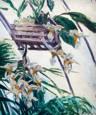 Orkideer, ca. 1893 (olje på lerret) av Gustave Caillebotte