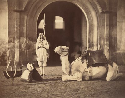 Kamel liggende, ca. 1866 (fotogravyr) av Gustave Le Gray