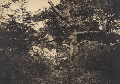Eik i steinene ved Fontainebleau, 1849-52. av Gustave Le Gray