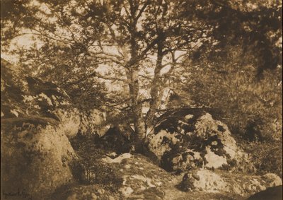 [Eiktre og bergarter, Forest of Fontainebleau], 1849-52. av Gustave Le Gray