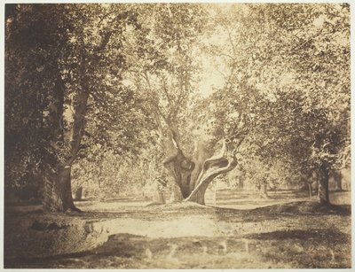 Tre, Forest of Fontainebleau, ca. 1856. av Gustave Le Gray