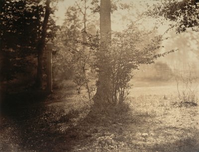 Trestudie, Forest of Fontainebleau, ca. 1856. av Gustave Le Gray