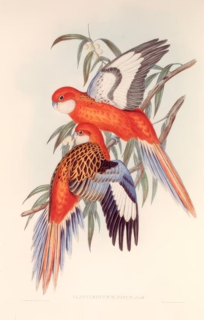 INLENDE PLATECER av H.C. Richter