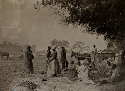 Planting av søte poteter, Hopkinson