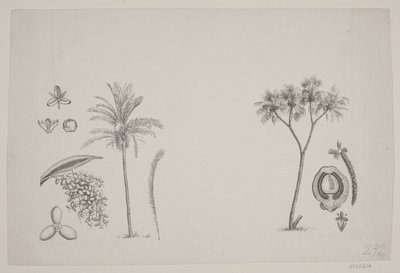 Botanisk blad fra Schouws skrifter av H. C. Henneberg