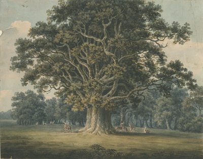 Needwood - Swipcar Oak: akvarellmaling, og [?tidlig 1800-tall] av H Moore