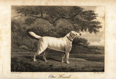 Portrett av den siste gjenværende Otter Hound i Storbritannia i 1812, eid av Hon av H. R. Cook