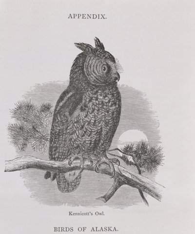 Kennicotts Owl, fra Alaska og dets ressurser, av William H. Dall, gravert av HH Nicholls, pub. 1870 av H. W., Elliot