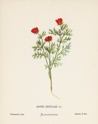  av Hannah Zeller
