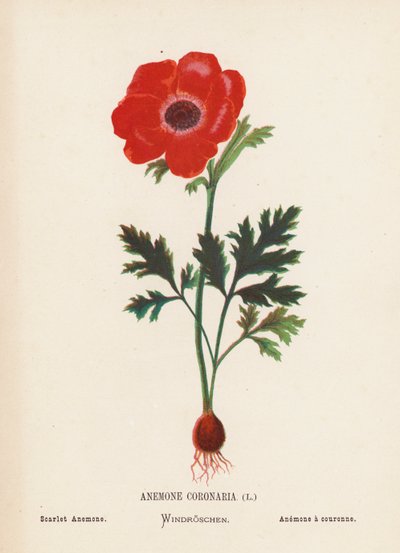  av Hannah Zeller