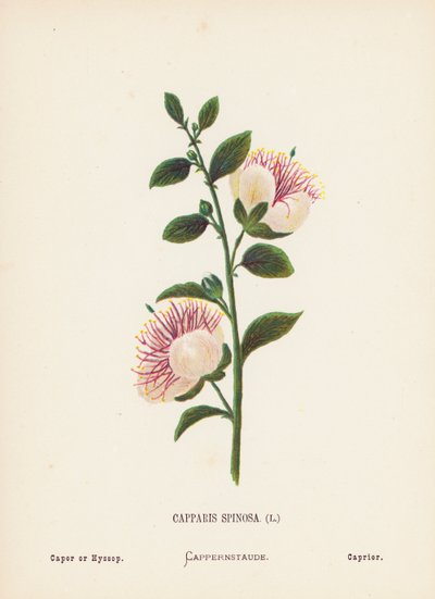  av Hannah Zeller