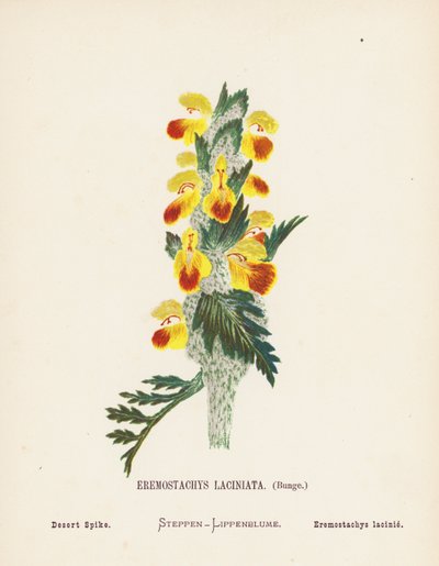  av Hannah Zeller