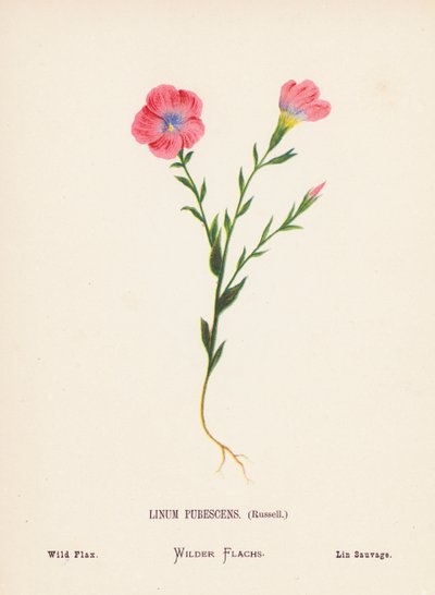  av Hannah Zeller