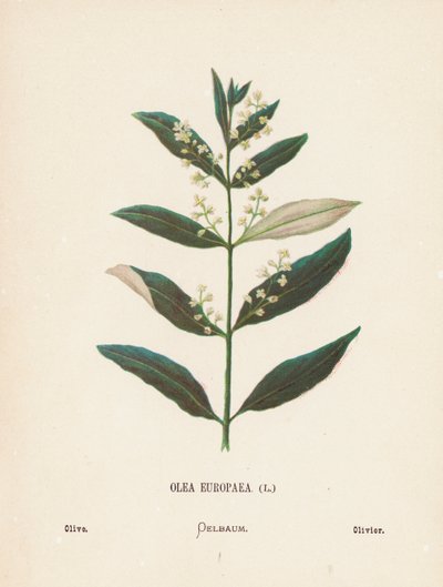  av Hannah Zeller