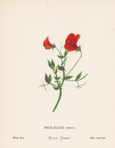  av Hannah Zeller