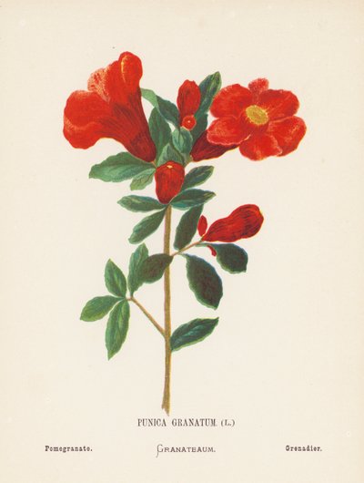  av Hannah Zeller