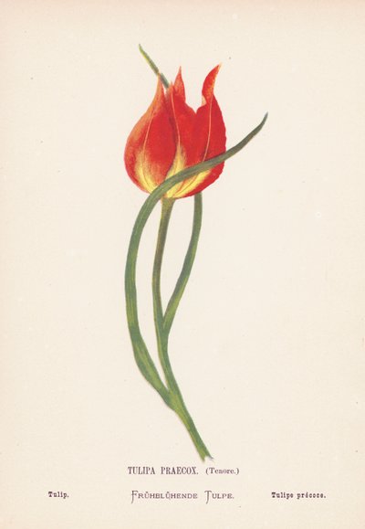  av Hannah Zeller