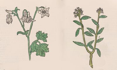 Herbarius - Gart der gesuntheit - Garden of Health, 1485. av Hans Schönsperger
