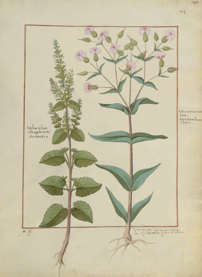 Fru Fr. Fv VI #1 fol.148r Illustrasjon fra Book of Simple Medicines av Mattheaus Platearius (d.c.1161) c.1470 av Hans Sichelbein Sichelbein