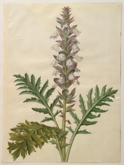 Acanthus mollis fra albumet Gottorfer Codex, ca. 1650 (gouache på pergament) av Hans Simon Holtzbecher