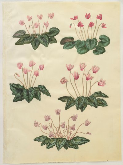 Cyclamen purprascens fra albumet Gottorfer Codex, ca. 1650 (gouache på pergament) av Hans Simon Holtzbecher