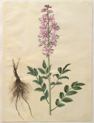 Dictamnus albus fra albumet Gottorfer Codex, ca. 1650 (gouache på pergament) av Hans Simon Holtzbecher