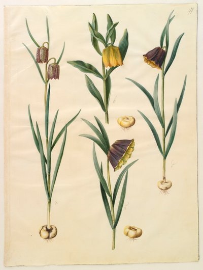 Fritillaria meleagris fra albumet Gottorf Codex, ca. 1650 (gouache på pergament) av Hans Simon Holtzbecher