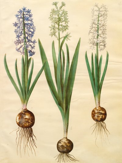 Hyacinthoides orientalis fra albumet Gottorfer Codex, ca. 1650 (gouache på pergament) av Hans Simon Holtzbecher