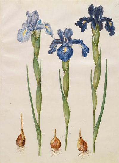 Iris xiphiodes fra albumet Gottorfer Codex, ca. 1650 (gouache på pergament) av Hans Simon Holtzbecher