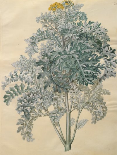 Jacobaea maritima fra albumet Gottorfer Codex, ca. 1650 (gouache på pergament) av Hans Simon Holtzbecher