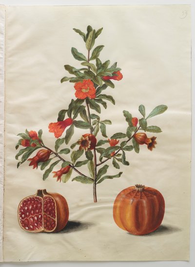 Punica granatum fra albumet Gottorfer Codex, ca. 1650 (gouache på pergament) av Hans Simon Holtzbecher