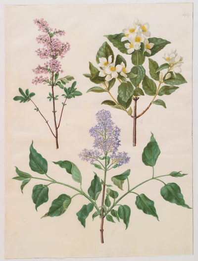 Syringa persica, philadelphus coronarius og syringa vulgaris fra albumet Gottorfer Codex, ca. 1650 (gouache på pergament) av Hans Simon Holtzbecher