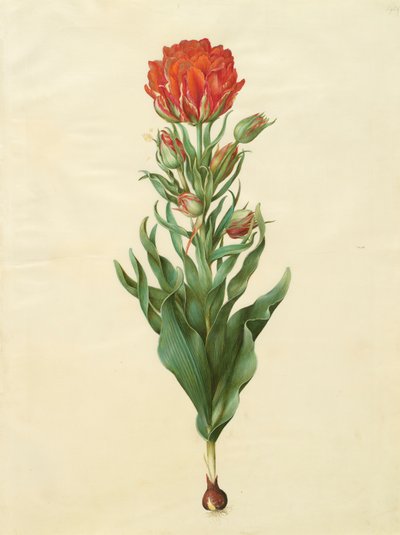 Tulipa gesneriana fra albumet Gottorfer Codex, ca. 1650 (gouache på pergament) av Hans Simon Holtzbecher