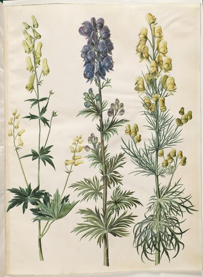 Aconite lycoctonum (nordisk stormhatt); Aconite napellus (Ægte stormhat); Aconite anthora (finbladet stormhatt) av Hans Simon Holtzbecker