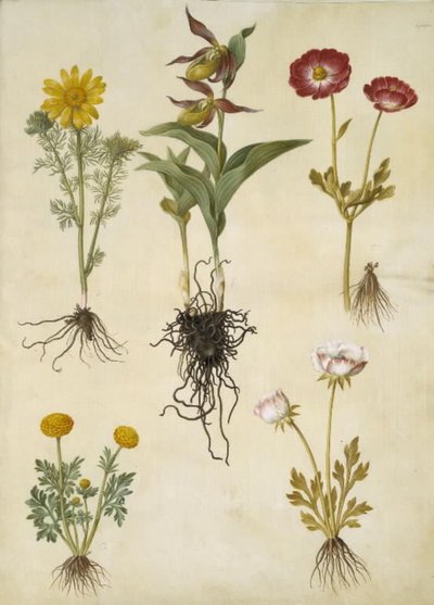 Vernal Adonis (vår-adonis); Cypripedium calceolus (stor fruesko); Asiatisk ranunkel (har-ranunkel); Smørblomst (art af ranunkel) av Hans Simon Holtzbecker