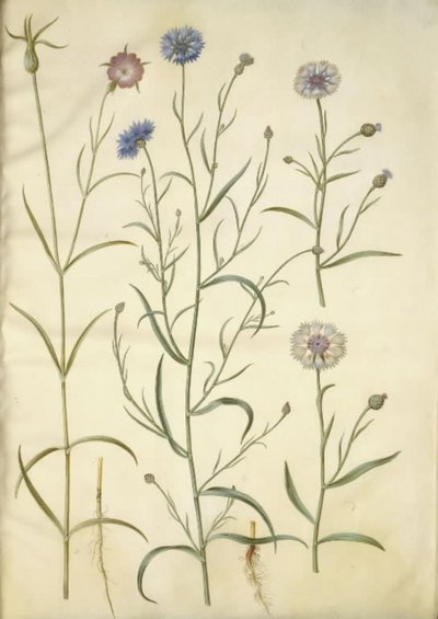 Agrostemma githago (vanlig bergart); Centaurea cyanus (kornblomst) av Hans Simon Holtzbecker
