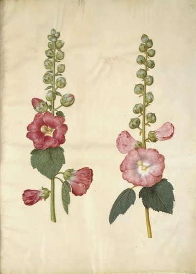 Alcea rosea (har-stokrose) av Hans Simon Holtzbecker