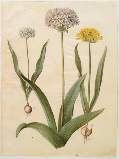 Allium moly (gullløk); Allium nigrum (svart løk) av Hans Simon Holtzbecker