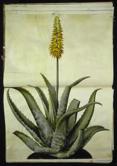 Aloe vera (medisinsk aloe) av Hans Simon Holtzbecker