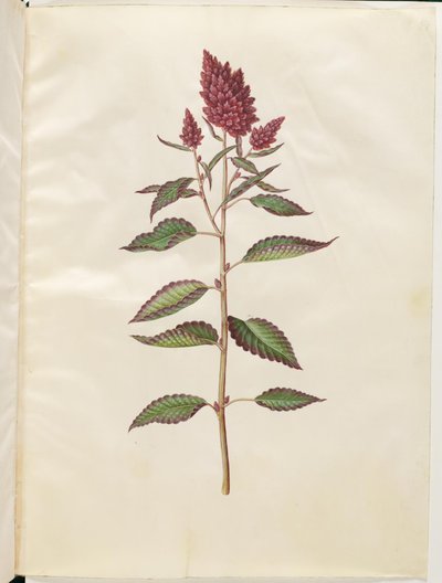 Blod amaranth (rød amaranth) av Hans Simon Holtzbecker