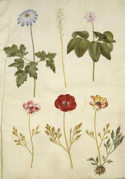 Anemone apennina (Apennines anemone); Tiarella cordifolia (vanlig skumblomst); Anemone trifolia (triplett anemone); Ranunculus asiaticus (hagesmørblomst) av Hans Simon Holtzbecker