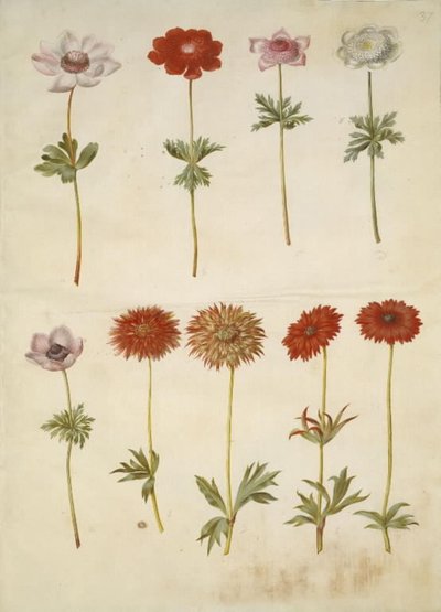 Anemone coronaria (fransk anemone); Anemone ×fulgens (skinnende anemone) av Hans Simon Holtzbecker