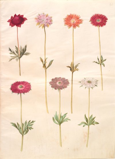 Anemone coronaria (fransk anemone); Anemone ×fulgens (skinnende anemone) av Hans Simon Holtzbecker