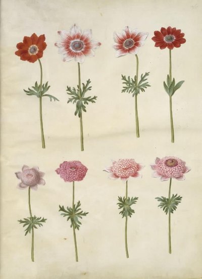 Anemone coronaria L. (fransk anemone); Anemone pavonina (påfuglanemone) av Hans Simon Holtzbecker