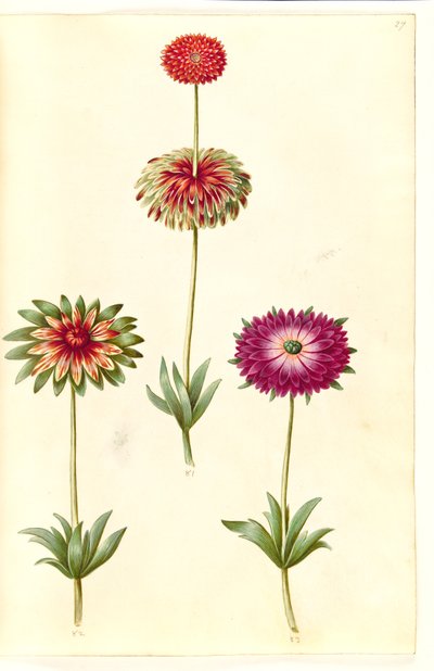 Anemone ×fulgens (skinnende anemone) av Hans Simon Holtzbecker