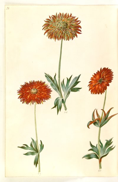 Anemone ×fulgens (skinnende anemone) av Hans Simon Holtzbecker