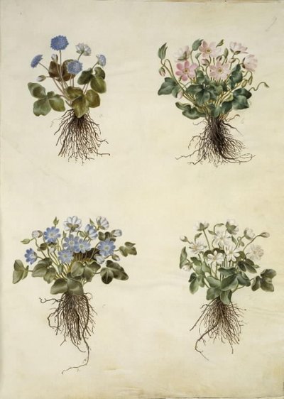 Anemone hepatica (blå anemone) av Hans Simon Holtzbecker