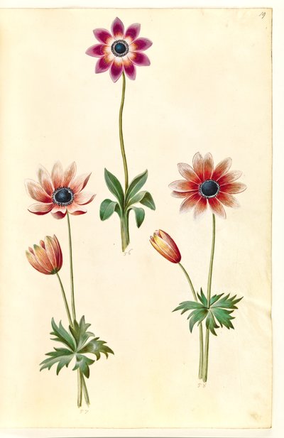 Anemone pavonina (påfuglanemone) av Hans Simon Holtzbecker