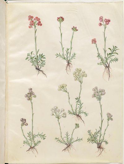 Antennaria dioica (vanlig kattefot) av Hans Simon Holtzbecker
